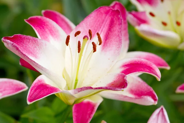 Gyönyörű rózsaszín hemerocallis virágok — Stock Fotó