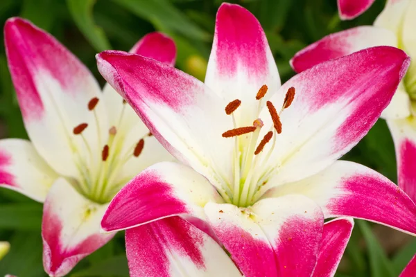 Smukke lyserøde hemerocallis blomster - Stock-foto