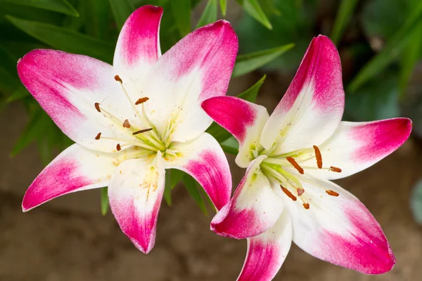 Hermosas flores hemerocallis rosa — Foto de Stock