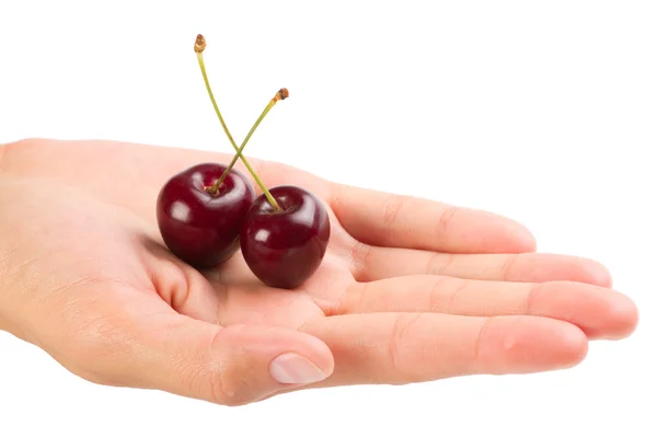 Red ripe cherries in the hand over white background — Stock Photo, Image