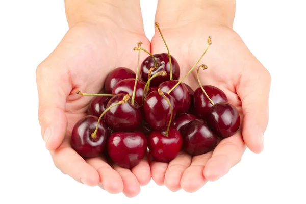 Red ripe cherries in the hand over white background — Stock Photo, Image