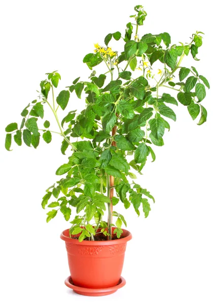 Planta de tomate crescendo em um vaso de flores isolado em branco — Fotografia de Stock