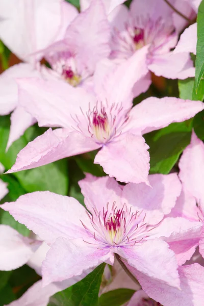 美しいピンクの花 — ストック写真