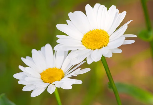 Beautiful sunny chamomile flowers close-up — Stock Photo, Image