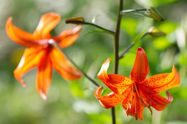 Krásné oranžové květiny — Stock fotografie