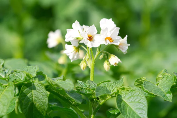 Blommande potatis bush — Stockfoto