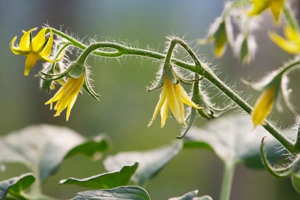 Pomidor krzew kwiaty zbliżenie — Zdjęcie stockowe
