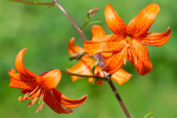 Piękne kwiaty pomarańczy — Zdjęcie stockowe