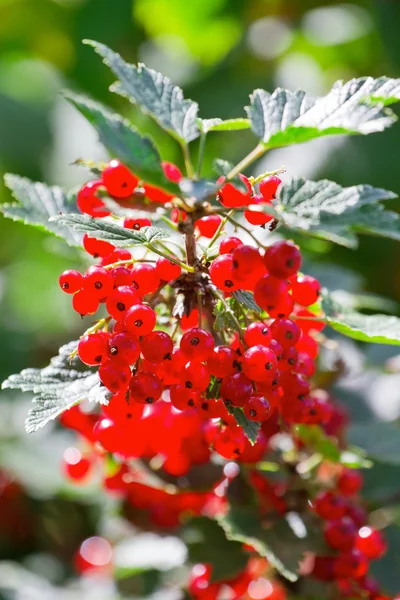 Las bayas rojas de la grosella en el arbusto — Foto de Stock