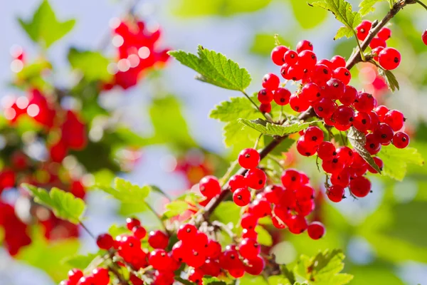 Red Currant berries on a bush — Stock Photo, Image