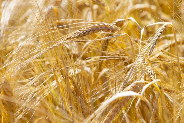 Крупный план золотых колосьев пшеницы — стоковое фото