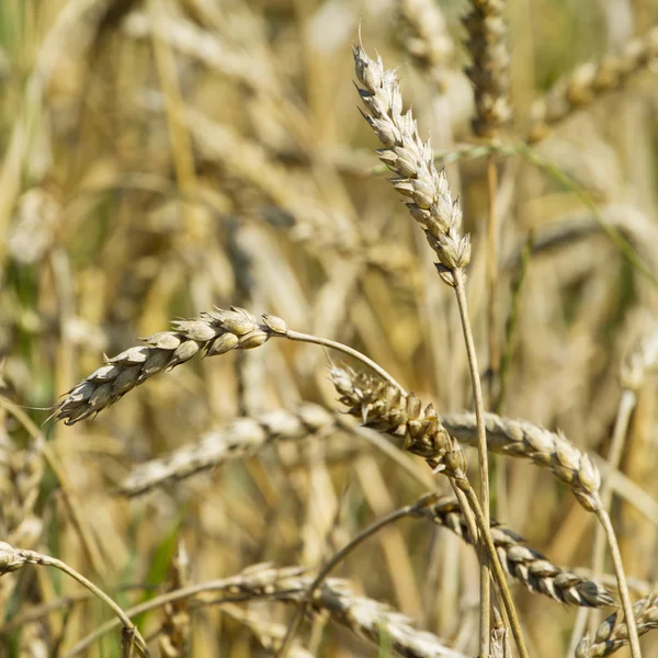 Крупный план золотых колосьев пшеницы — стоковое фото