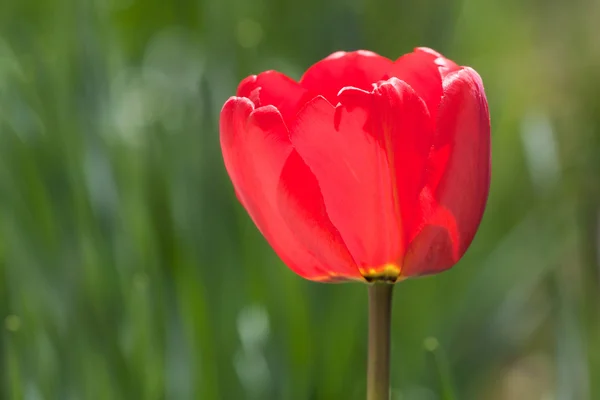 Hermoso primer tulipán rojo — Foto de Stock