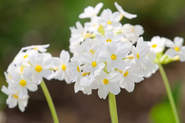 Kleine mooie witte bloemen bloeien in een tuin — Stockfoto