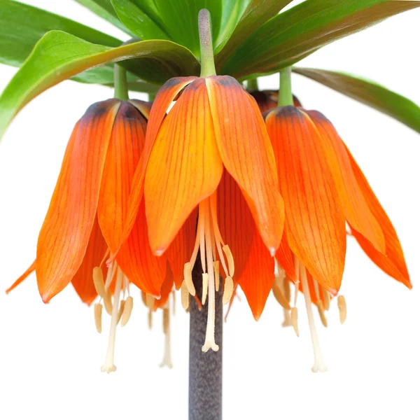 흰색 배경에 대 한 아름 다운 주황색 꽃 — 스톡 사진