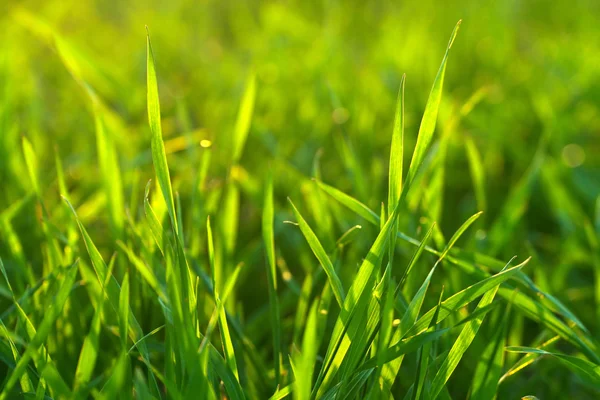 Heldere levendige groene gras close-up — Stockfoto