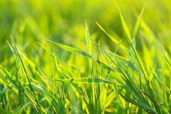 Ljus levande grönt gräs närbild — Stockfoto