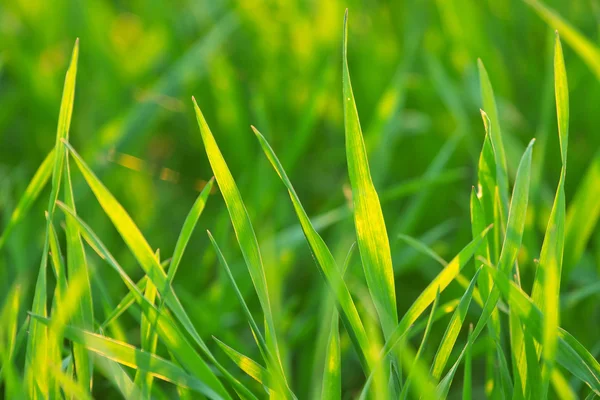 Leuchtend lebendiges grünes Gras aus nächster Nähe — Stockfoto