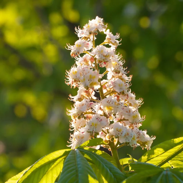 Flores de castanha de primavera — Fotografia de Stock
