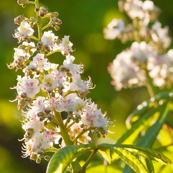Wiosna kwiaty kwitnący kasztana — Zdjęcie stockowe