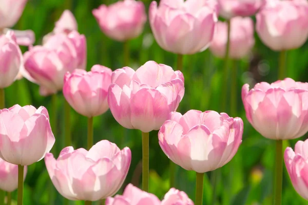 stock image Beautiful pink blooming tulips