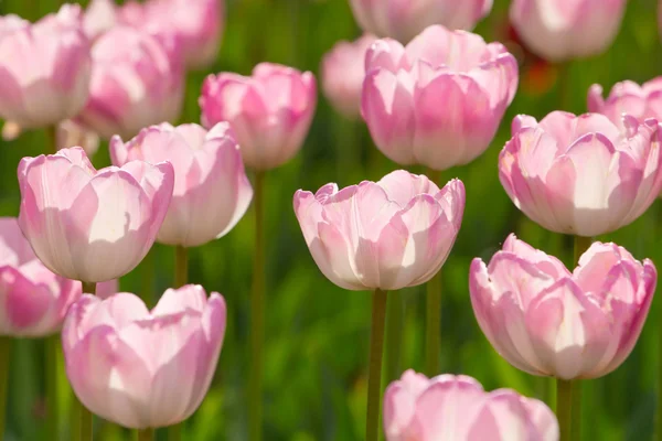 stock image Beautiful pink blooming tulips