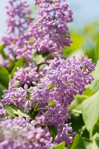 Green branch with spring lilac flowers — Stock Photo, Image