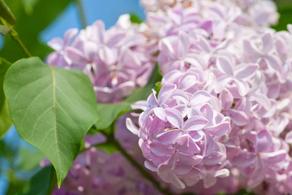 Floração ramo de árvore lilás — Fotografia de Stock