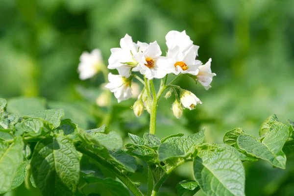 Blooming potato bush — Stock Image Blooming potato bush Stock Photo