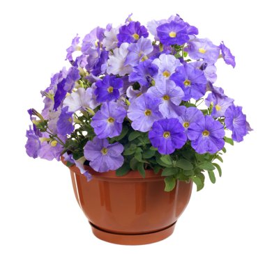 Petunia clipart