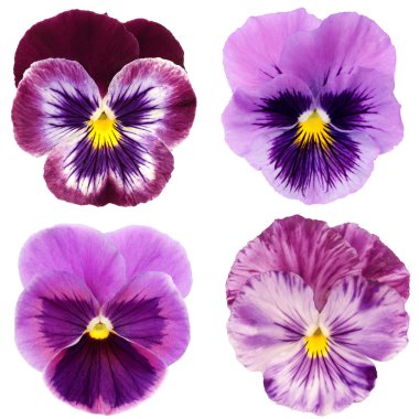 Set of purple pansy on white background clipart