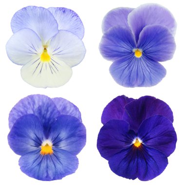 Set of blue pansy on white background clipart