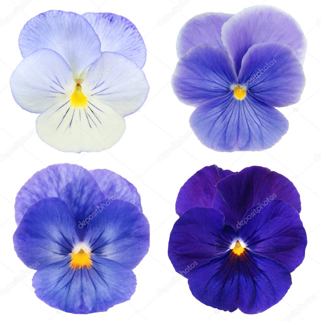 Set of blue pansy on white background
