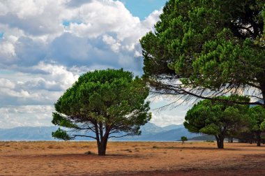 Maritime Pine on a Sardinian beach clipart