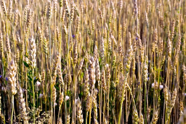 Alhos de trigo maduros — Fotografia de Stock