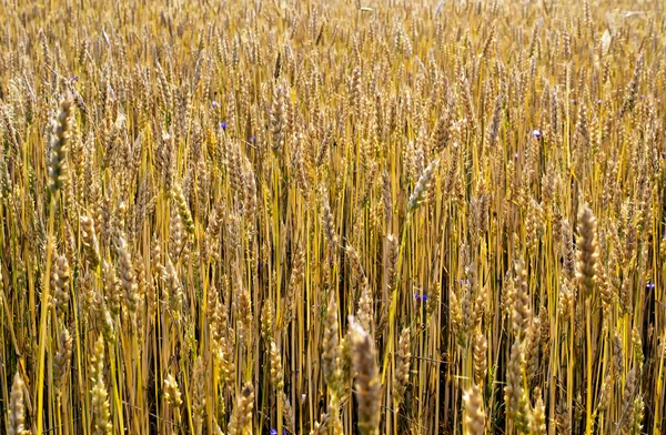 Стиглі пшениці стебла — стокове фото