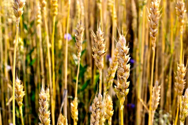 Стиглі пшениці стебла — стокове фото
