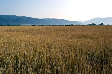 buğday tarlası