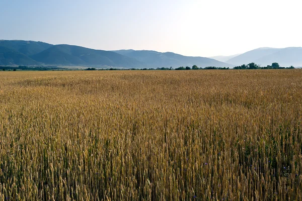 Pšeničné pole — Stock fotografie