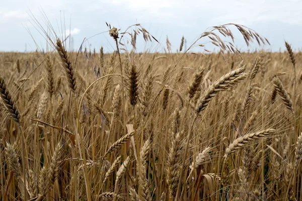 Stébla zralé pšenice — Stock fotografie