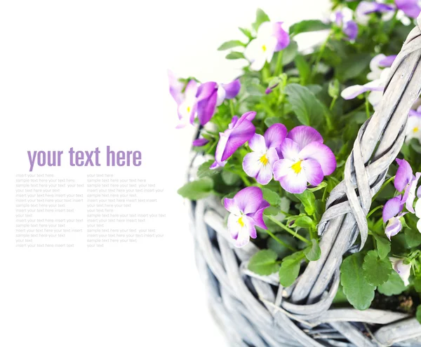 Květiny Viola — Stock fotografie
