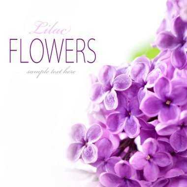 Spring Lilac clipart