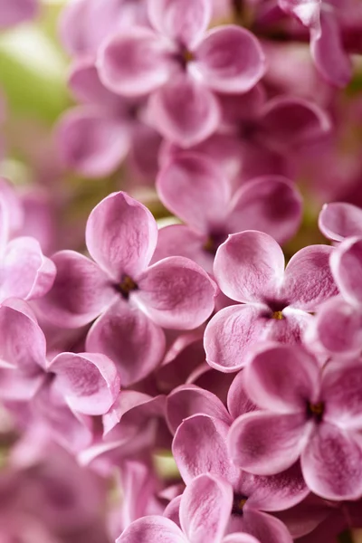 Tavaszi lila — Stock Fotó