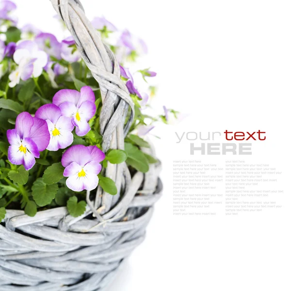 Květiny Viola — Stock fotografie