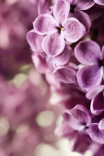 Tavaszi lila — Stock Fotó