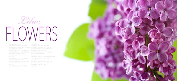 Lilás de primavera — Fotografia de Stock