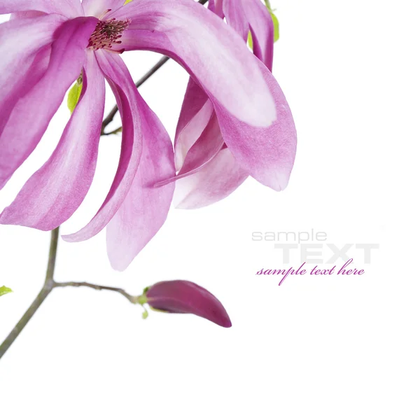 Magnolia λουλούδια — Φωτογραφία Αρχείου