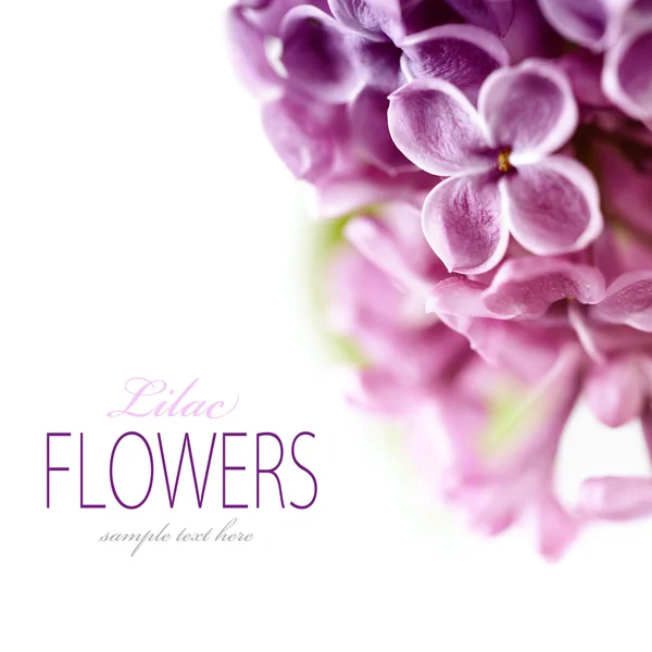Lente lila — Stockfoto
