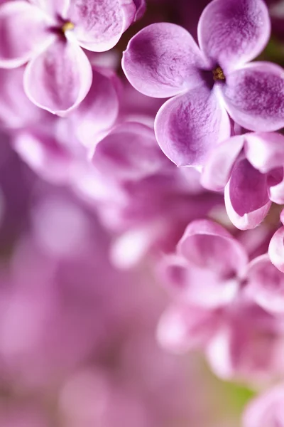 Lilás de primavera — Fotografia de Stock