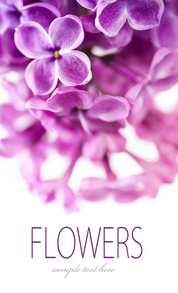 Wiosna liliowy — Zdjęcie stockowe